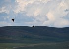 Casarca (Ruddy shelduck) (Tadorna ferruginea) - Ogii Nuur 14-08-2016 (3)